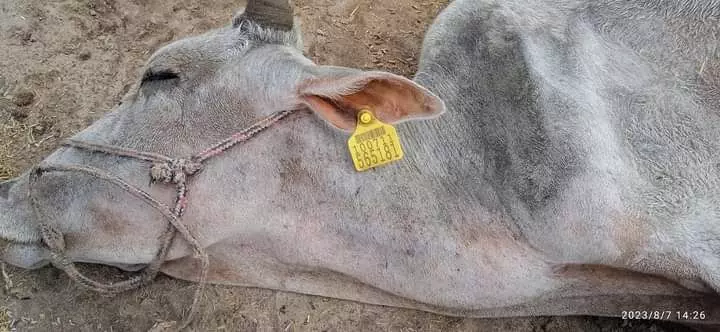 गौशालाओं और गौ-आश्रय स्थलों पर मरने वाले गोवंश के लिए यूपी सरकार जिम्मेदार - संदीप पाण्डेय