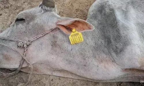गौशालाओं और गौ-आश्रय स्थलों पर मरने वाले गोवंश के लिए यूपी सरकार जिम्मेदार - संदीप पाण्डेय