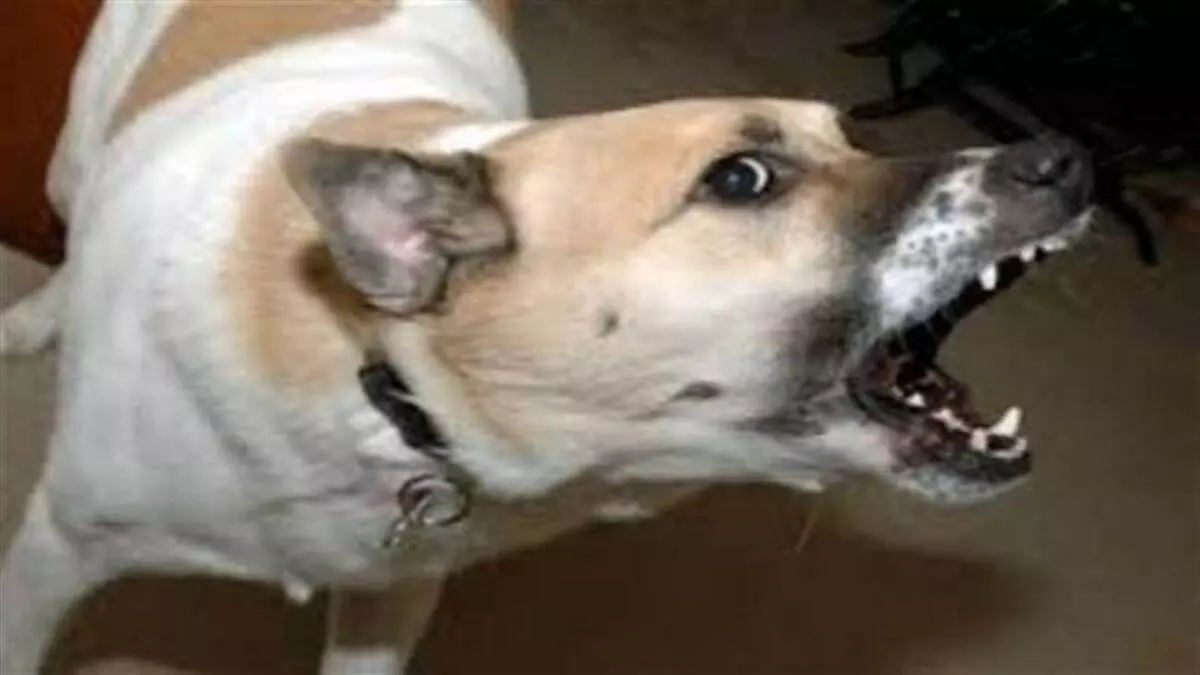 गाजियाबाद में कुत्तों का आतंक: अब इंदिरापुरम में जर्मन शेफर्ड कुत्ते ने बच्चे को काटा, परिजनों ने किया मुकदमा दर्ज
