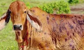 Danger of Lumpi virus again looms over animals, know the preventive measures