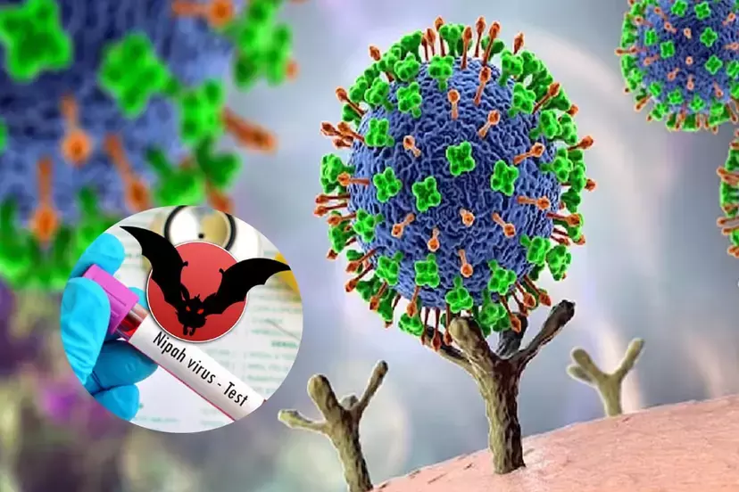 Nipah Virus: 10 राज्यों तक फैला निपाह वायरस का खतरा, जानिए क्या है इसके लक्षण, कैसे कैसे बचाव