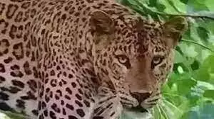 Leopard attacks young man protecting crop Forest department starts search operation