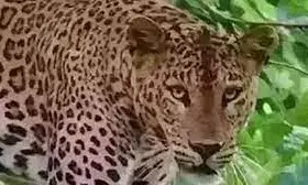 Leopard attacks young man protecting crop Forest department starts search operation