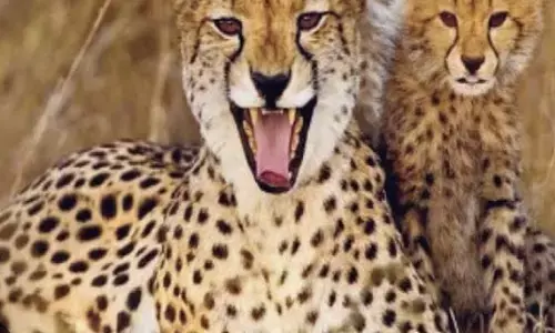 चीता परियोजना का एक साल, चीता परियोजना पर उठते सवाल - ज्ञानेन्द्र रावत