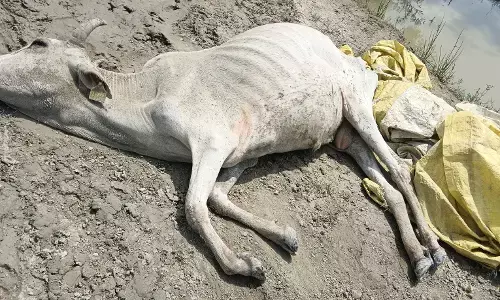 योगी के राम राज्य में शराब से कमाई और गौशालाओं में गोवंश की मृत्यु योगी के राम राज्य में शराब से कमाई और गौशालाओं में गोवंश की मृत्यु