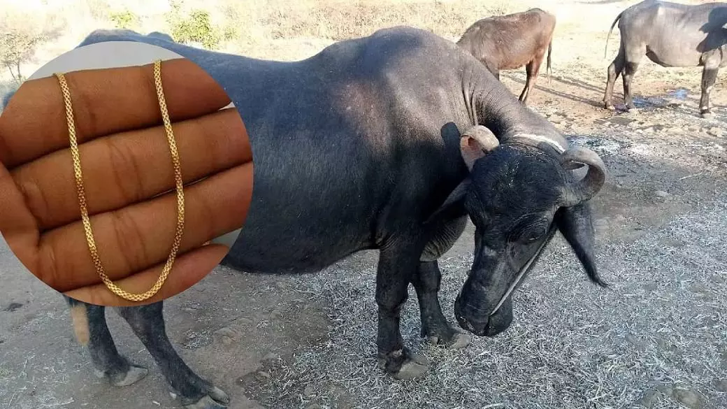 In Maharashtra, a buffalo swallowed gold worth two lakhs. The doctor removed the gold by cutting its stomach