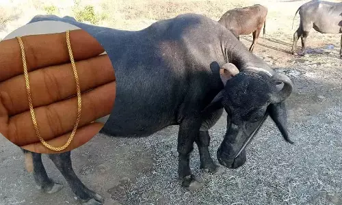 In Maharashtra, a buffalo swallowed gold worth two lakhs. The doctor removed the gold by cutting its stomach