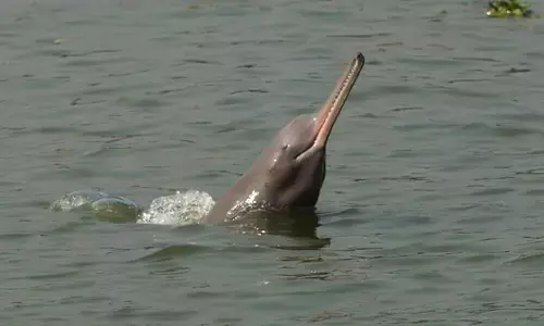 Counting of rare dolphins started in Ganga, know how the counting will be done Counting of rare dolphins started in Ganga, know how the counting will be done