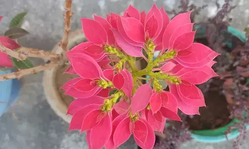 अतीत की धुंध: गदबेर होते तकरीबन हर घर के बच्चे ढकनी लिए दुआर पर खड़े होकर गांव के हर घर की तरफ गिद्ध दृष्टि ताकते थे कि धुंआ किस आंगन से पहले उठा! अतीत की धुंध: गदबेर होते तकरीबन हर घर के बच्चे ढकनी लिए दुआर पर खड़े होकर गांव के हर घर की तरफ गिद्ध दृष्टि ताकते थे कि धुंआ किस आंगन से पहले उठा!