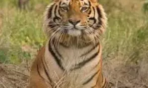 कार्बेट नेशनल पार्क में बाघ ने वनकर्मी पर किया हमला, वनकर्मी की हुई मृत्यु कार्बेट नेशनल पार्क में बाघ ने वनकर्मी पर किया हमला, वनकर्मी की हुई मृत्यु