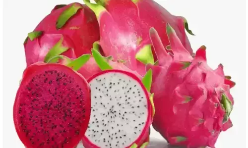 व्यवसाय: कीजिए ड्रैगन फ्रूट की खेती, कमाइए लाखों में