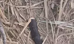 उत्तर प्रदेश में योगी राज में जंगल में कुत्ते नोच रहे हैं गोमांस!