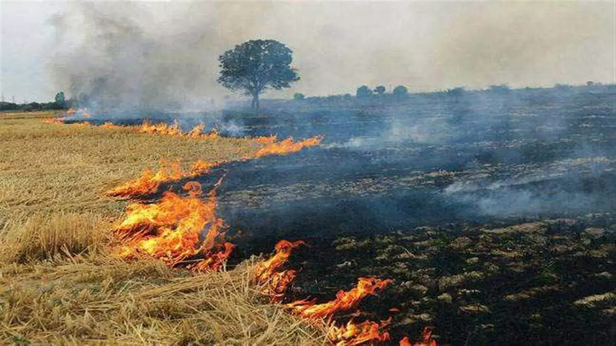 Agriculture department took action against 27 farmers for burning stubble in Kaushambi