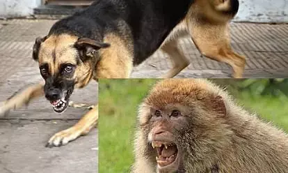 Job to catch dog and monkey in UP, know the full news Job to catch dog and monkey in UP, know the full news