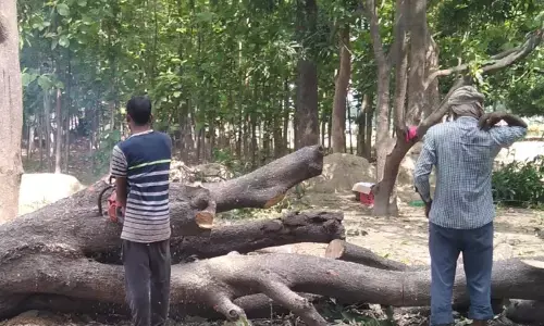 बिक गई कलेक्टर की जमीन, नेस्तनाबूद हो रहे बाग....!