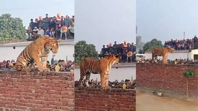 यकायक घर में बाघ देखकर गाँव वालों के उड़े होश!