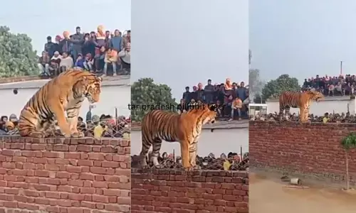 рдпрдХрд╛рдпрдХ рдШрд░ рдореЗрдВ рдмрд╛рдШ рджреЗрдЦрдХрд░ рдЧрд╛рдБрд╡ рд╡рд╛рд▓реЛрдВ рдХреЗ рдЙреЬреЗ рд╣реЛрд╢! рдпрдХрд╛рдпрдХ рдШрд░ рдореЗрдВ рдмрд╛рдШ рджреЗрдЦрдХрд░ рдЧрд╛рдБрд╡ рд╡рд╛рд▓реЛрдВ рдХреЗ рдЙреЬреЗ рд╣реЛрд╢!