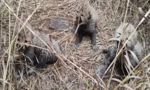 MP News: कूनो नेशनल पार्क में नामीबियाई चीता आशा से जन्मे तीन शावक, अब टोटल हुए इतने चीते