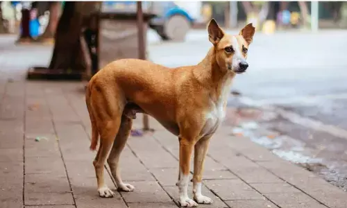 ग्रेटर नोएडा में आवारा कुत्तों से जुड़े विवादों के निपटारे के लिए डीएम ने बनाई कमेटी, जल्द मिलेगा इन सोसाइटी को छुटकारा ग्रेटर नोएडा में आवारा कुत्तों से जुड़े विवादों के निपटारे के लिए डीएम ने बनाई कमेटी, जल्द मिलेगा इन सोसाइटी को छुटकारा