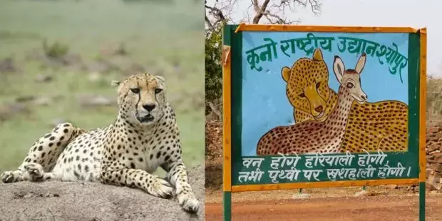 नामीबिया से लाए गए एक और चीते शौर्य की मौत, कूनो नेशनल पार्क में अब तक 10 की मौत नामीबिया से लाए गए एक और चीते शौर्य की मौत, कूनो नेशनल पार्क में अब तक 10 की मौत