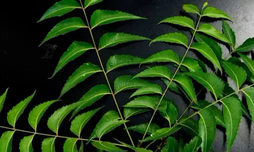Neem Leaf Benefits: खाली पेट नीम के पत्ते खाने होते हैं कई फायदे, इन बीमारियों से मिलता है छुटकारा