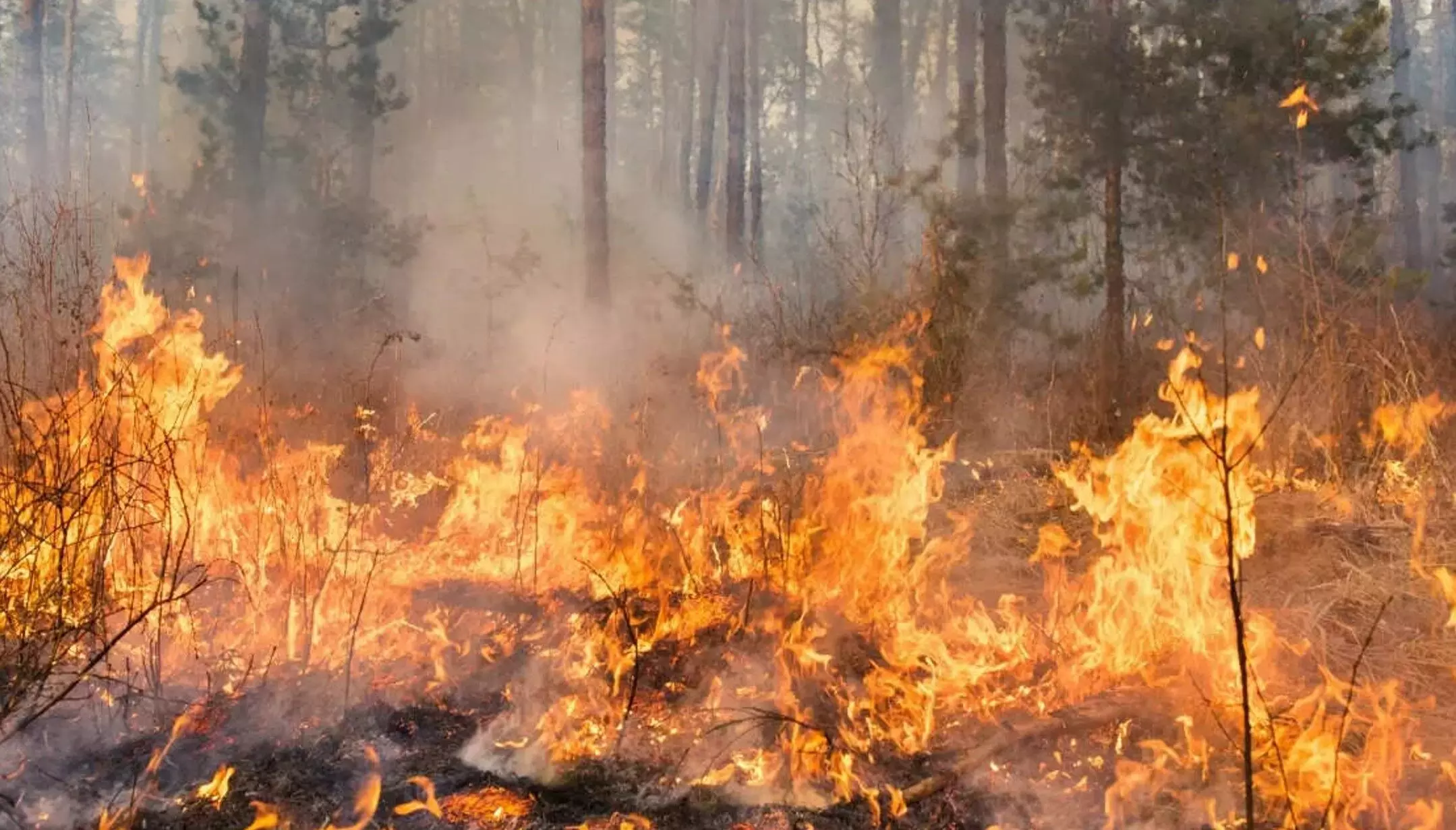 UTTARAKHAND: जंगलों में आग लगाकर मशहूर होना चाहते थे 3 बिहारी मजदूर, जानें ग्राउंड पर अब कैसी है सिचुएशन