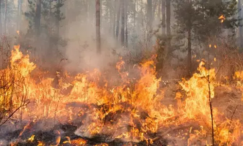 UTTARAKHAND: जंगलों में आग लगाकर मशहूर होना चाहते थे 3 बिहारी मजदूर, जानें ग्राउंड पर अब कैसी है सिचुएशन