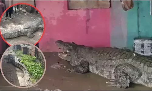 VADODARA Crocodile Video: गांव में घुसा 15 फीट लंबा मगरमच्छ, घर के बाहर कर रहा था आराम