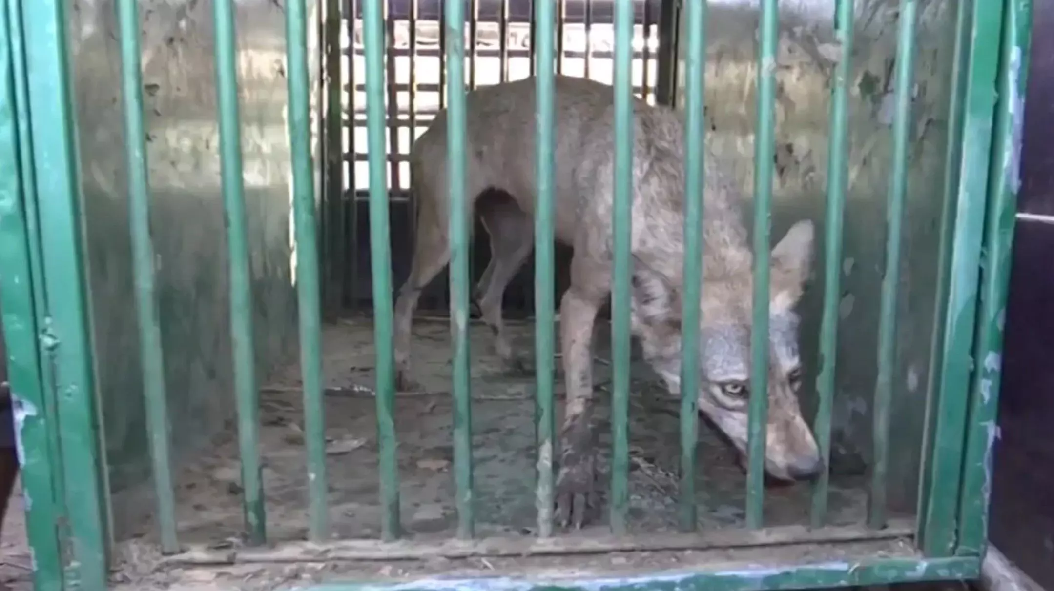 Bahraich Wolf Attack: पिंजरे में फंसा एक और आदमखोर भेड़िया, 10 लोगों को बना चुका है शिकार Bahraich Wolf Attack: पिंजरे में फंसा एक और आदमखोर भेड़िया, 10 लोगों को बना चुका है शिकार