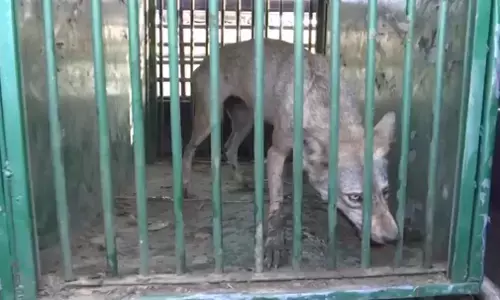 Bahraich Wolf Attack: पिंजरे में फंसा एक और आदमखोर भेड़िया, 10 लोगों को बना चुका है शिकार Bahraich Wolf Attack: पिंजरे में फंसा एक और आदमखोर भेड़िया, 10 लोगों को बना चुका है शिकार