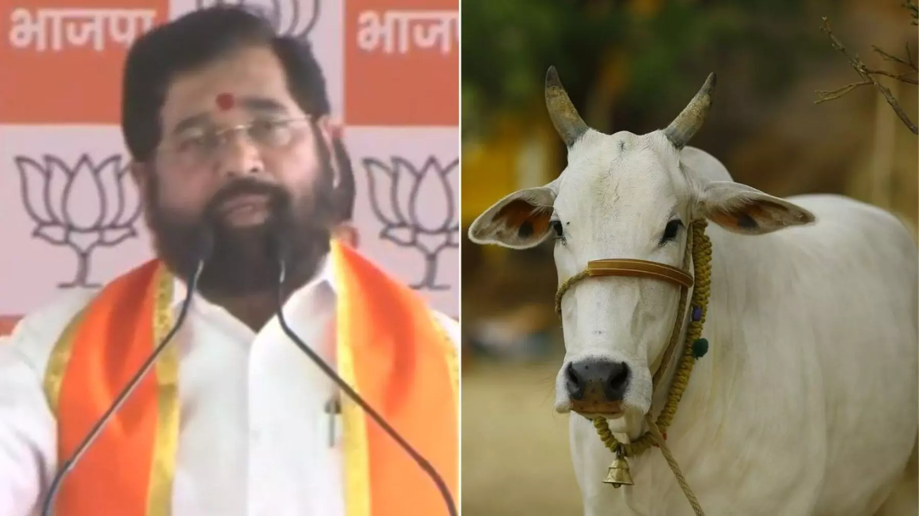 Cow Announced Rajyamata: महाराष्ट्र की शिंदे सरकार का बड़ा फैसला, गाय को दिया राज्यमाता का दर्जा; पढें पूरा आदेश Cow Announced Rajyamata: महाराष्ट्र की शिंदे सरकार का बड़ा फैसला, गाय को दिया राज्यमाता का दर्जा; पढें पूरा आदेश