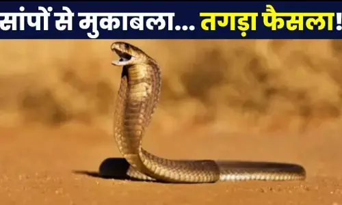 Snake bite declared as notified disease: Tamil Nadu में नोटिफाई डिजीज घोषित Snake Bite, आसान भाषा में समझिए फैसले के मायने, खत्म होगा सांपों का डर?
