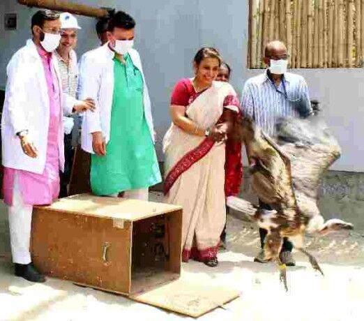 पिंजौर के जटायु सेंटर से छोड़े गए दो गिद्ध, केंद्रीय मंत्री और मुख्यमंत्री रहे मौजूद