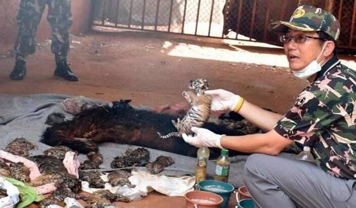 थाईलैंड बौद्ध बाघ मंदिर के फ्रीजर से मिले 40 बाघों के शव