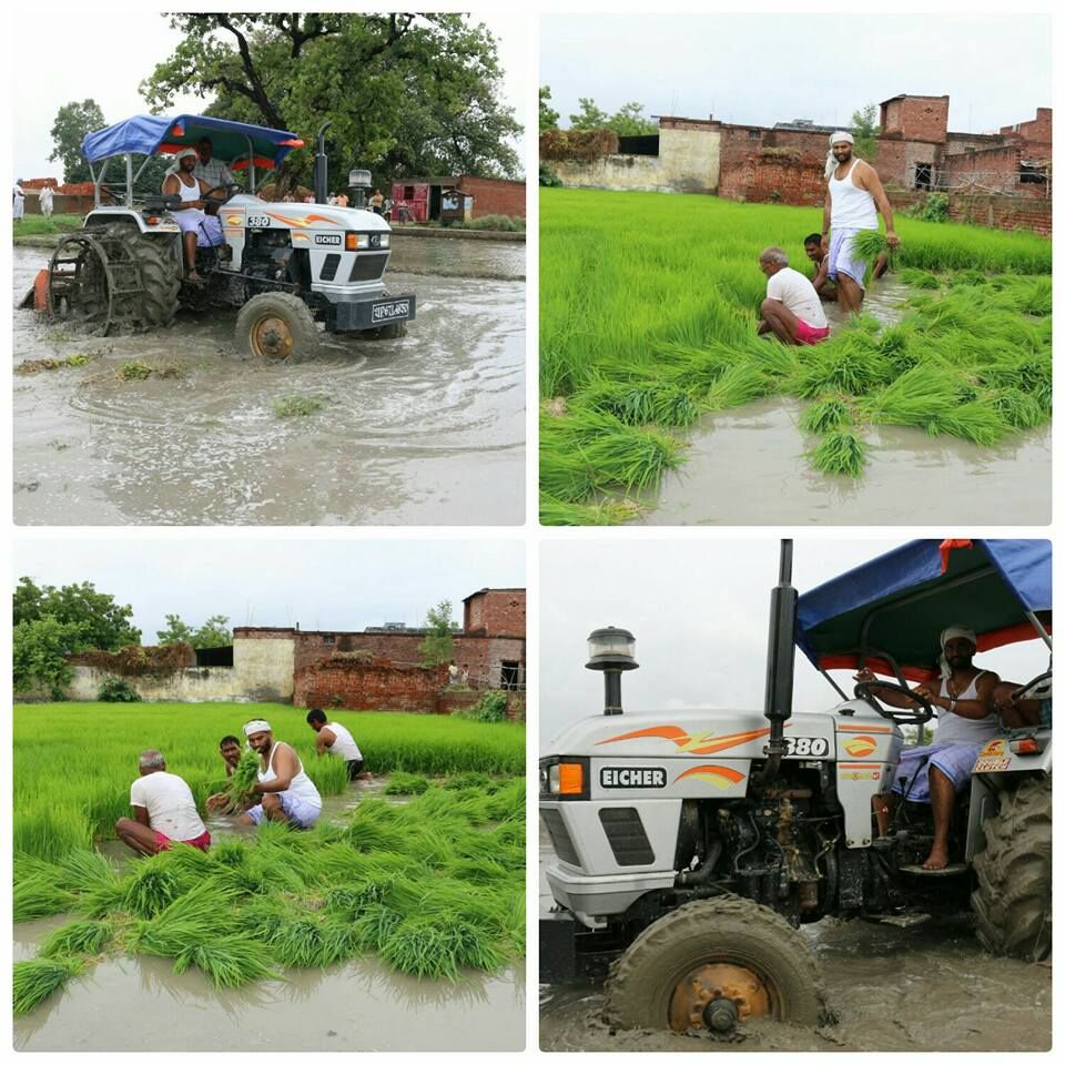 विधायक जुटे खेत में, रोपने लगे धान की फसल