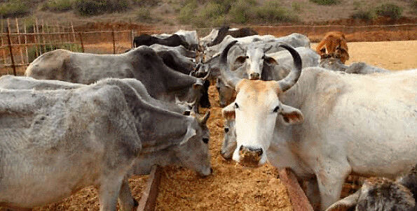 गायों की तस्करी और ह्त्या रोकने के लिए हरियाणा पुलिस ने जारी की 24 घंटे की हेल्पलाइन