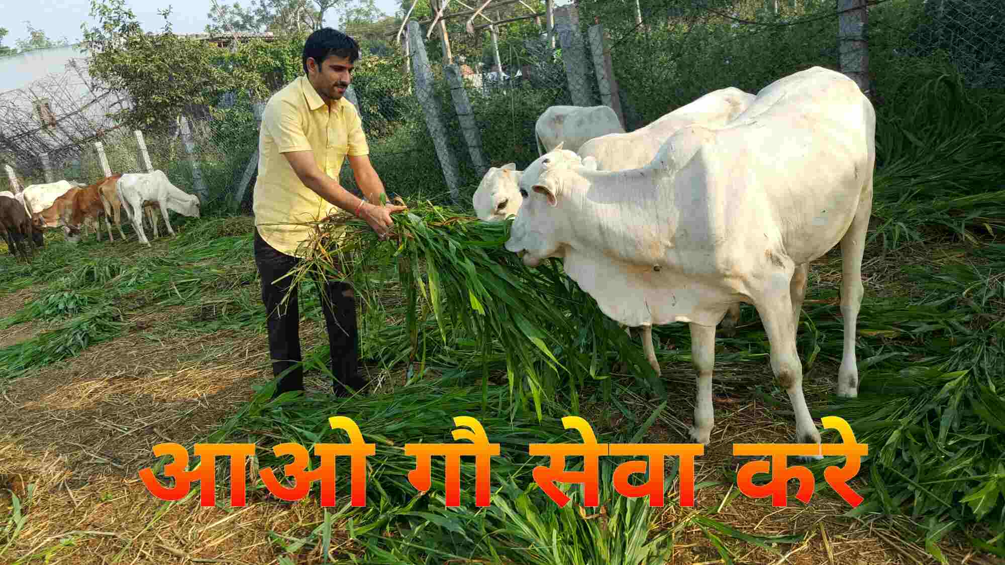 गोसेवक डॉ. पंकज दीक्षित से प्रो. योगेन्द्र यादव से बेबाक बातचीत गोसेवक डॉ. पंकज दीक्षित से प्रो. योगेन्द्र यादव से बेबाक बातचीत