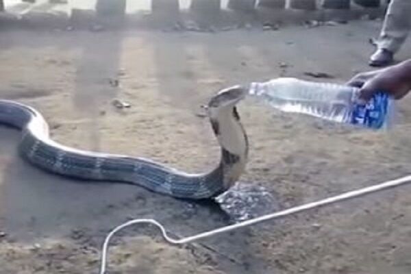 क्या आपने किंग कोबरा को बोतल से पानी पीते हुए देखा है? VIDEO हुआ वायरल