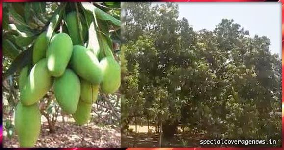 79 साल पुराने पेड़ में इतने दशहरी आम लगे कि जमीन छूने लगीं डालियां 79 साल पुराने पेड़ में इतने दशहरी आम लगे कि जमीन छूने लगीं डालियां