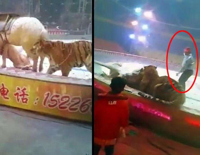 VIDEO: एक सर्कस में बाघ-शेर ने घोड़े पर किया हमला, लोगों ने इस तरह जान पर खेलकर बचाई जान