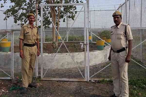 यह है देश का सबसे VVIP पेड़, सुरक्षा में हर साल 12 लाख खर्च करती है मध्य प्रदेश सरकार यह है देश का सबसे VVIP पेड़, सुरक्षा में हर साल 12 लाख खर्च करती है मध्य प्रदेश सरकार