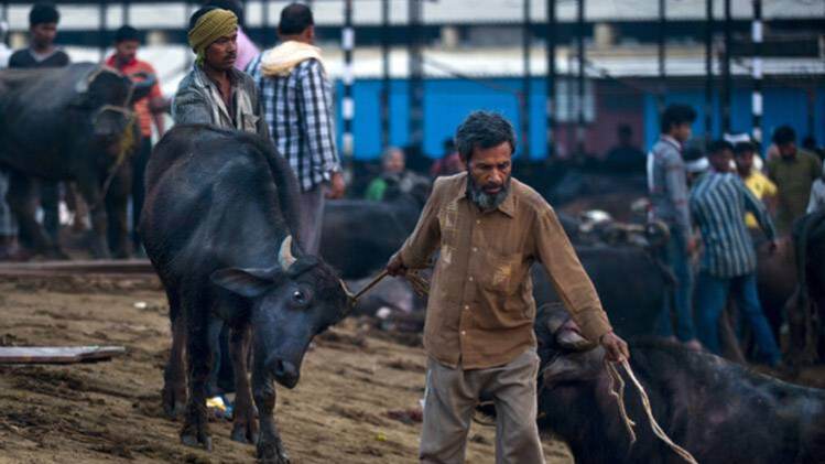 योगी सरकार का प्रसाशन को लगा करंट, बूचड़खानों का दिखाई दे रहा है अंत योगी सरकार का प्रसाशन को लगा करंट, बूचड़खानों का दिखाई दे रहा है अंत