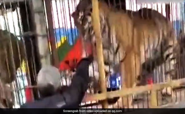 Shocking Video: शेर के पिंजरे में हाथ देना इस शख्स को पड़ा महंगा!