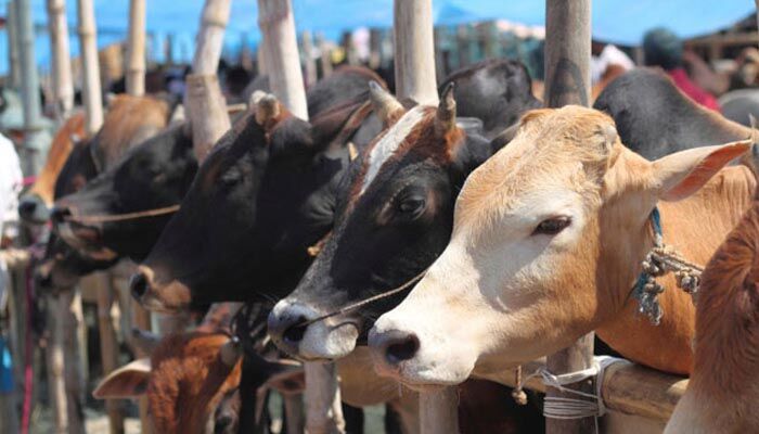 केंद्र सरकार के वध के लिए पशु बिक्री बैन के फैसले पर मद्रास हाई कोर्ट ने लगाई रोक