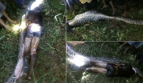 OMG! अजगर ने निगल लिया जीता-जागता इंसान और फिर.... देखें वीडियो