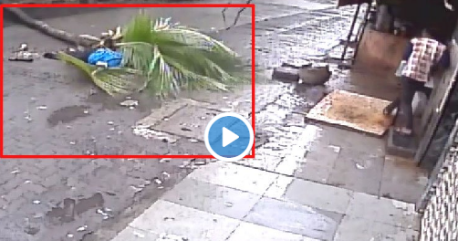 VIDEO : मुंबई में रास्ता चलते महिला के ऊपर गिरा नारियल का पेड़, घटना सीसीटीवी में कैद
