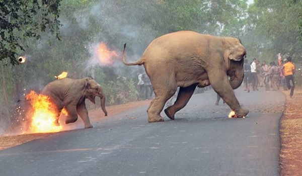जब एक हाथी और उसके बच्चे को लगी आग, हकीकत जान दंग हो जाएंगे आप