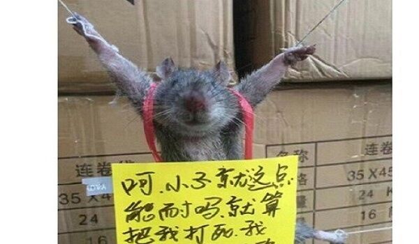 दुकानदार ने चावल चुराने वाले चूहे को दी अजब सजा, तस्वीरें हुईं वायरल