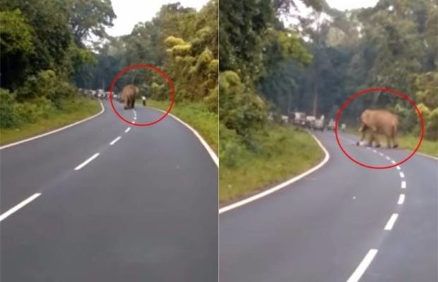 फोटो खींच रहे व्यक्ति को हाथी ने मार डाला, वीडियो देखकर हैरान होंगे आप