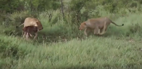 शिकार को लेकर भिड़े दो शेर, वीडियो देखकर रह जायेंगे दंग